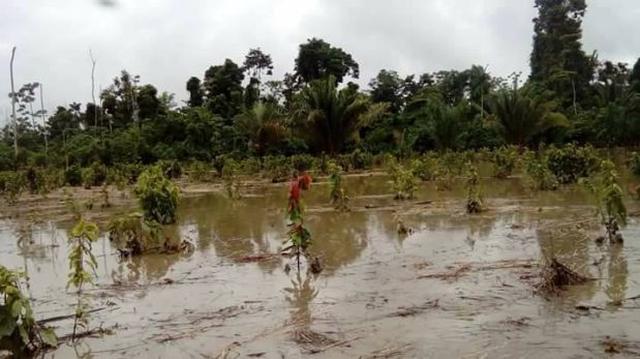 Junín: desbordes de ríos afectaron 120 hectáreas de cultivos - 1
