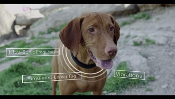 Científicos crean collar inteligente para entrenar perros