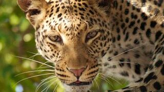 La impactante pelea protagonizada por un leopardo y un cocodrilo por comida