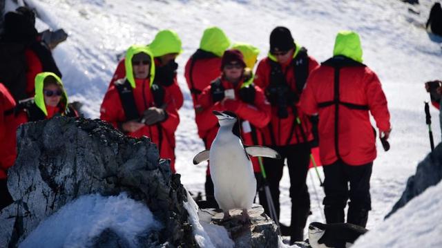 Los turistas toman fotos de un pingüino barbijo en Orne Harbur en las Islas Shetland del Sur, Antártida. (AFP / Johan ORDONEZ).