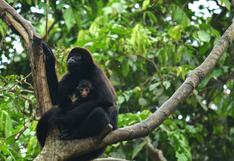 Chocó ecuatoriano: el proyecto que busca salvar al mono araña de cabeza café, uno de los primates más amenazados en el mundo