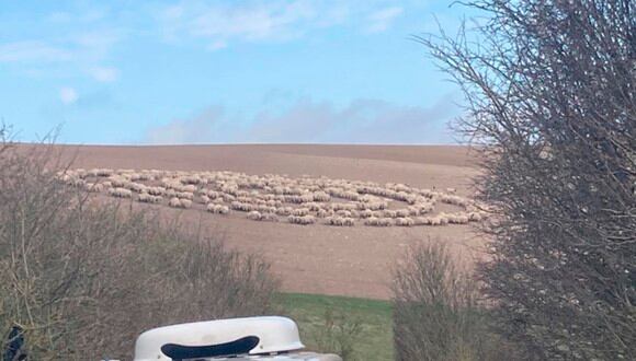El rebaño daba vueltas en círculos. Algunos aseguran que las ovejas habían entrado en trance hipnótico, mientras que otras personas creen que el pastor arrojó alimento de forma circular. | Foto: Christopher Hogg