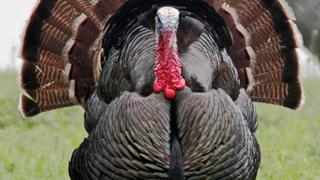 Navidad: ¿Qué pasa con la producción de pavo y con sus precios? Claves para entender por qué sube