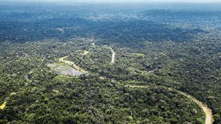Perú relanzará las concesiones forestales en la Amazonía 