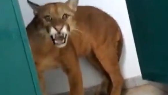 Video Viral | Niño entra baño de una escuela en Brasil y topa a cara con un puma | Twitter | rrss | animales salvajes | Brasil | nnda nnrt | VIRALES | MAG.