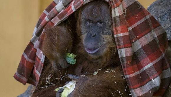 Esta fotografía tomada el 28 de enero de 2022 muestra a la orangután hembra Putri comiendo mientras protege a su bebé, nacido el 22 de enero, bajo una manta, en su recinto en el zoológico de Amneville en Amneville, este de Francia. (Foto:  JEAN-CHRISTOPHE VERHAEGEN / AFP)