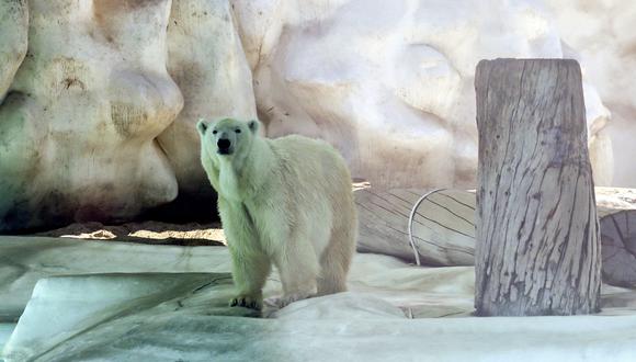 Yupik tenía una piscina, pero las temperaturas eran tan altas que tenía poca estimulación en la estructura de concreto. (AFP)