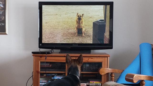 ¿Los perros y gatos ven televisión? - 2