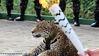 El triste final del jaguar exhibido con la antorcha olímpica