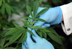 Es oficial ley que regula uso medicinal y terapéutico del cannabis