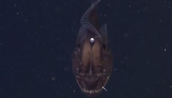 Graban por primera vez al temible pez diablo negro del mar