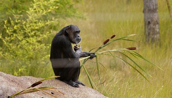 Los simios serían capaces de predecir los errores ajenos