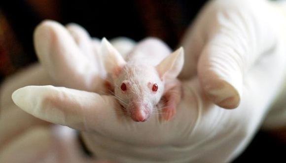 Durante el estudio realizado, "casi todos" los ratones se curaron a corto plazo y un tercio mantuvo niveles de azúcar estándar en la sangre hasta el final de su vida.  (Foto: Pezibear en pixabay.com / Bajo licencia Creative Commons)