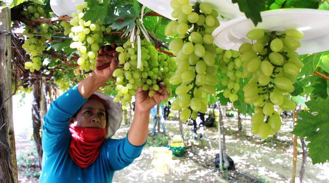 Uvas del norte del país conquistan mercados extranjeros [FOTOS] - 1