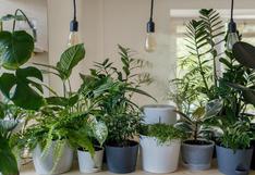 Plantas que no deben faltar en tu sala