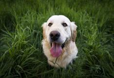 Consultorio WUF: ¿Por qué tu perro come pasto durante sus paseos?