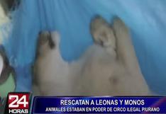Piura: Activistas rescatan a tres leonas de circo ilegal (VIDEO)