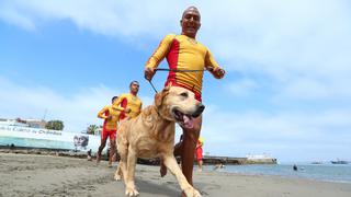 La historia de Gringo: un cachorro perdido que se convirtió en agente de PNP | FOTOS