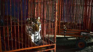 México prohíbe el uso de animales silvestres en circos