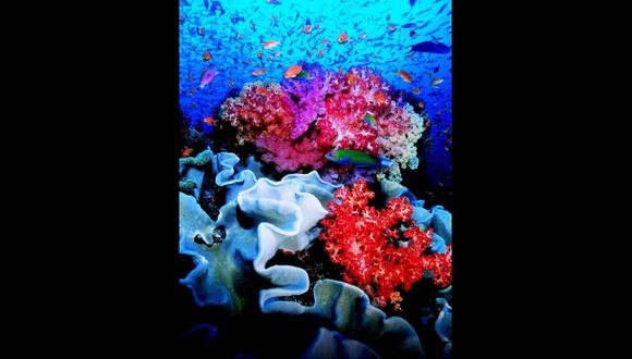 De acuerdo a un informe de la Sociedad para la Conservaci&oacute;n de Vida Salvaje (WWF), el calentamiento del oc&eacute;ano destruye el 60% de los corales en Indonesia. (Foto: AP)