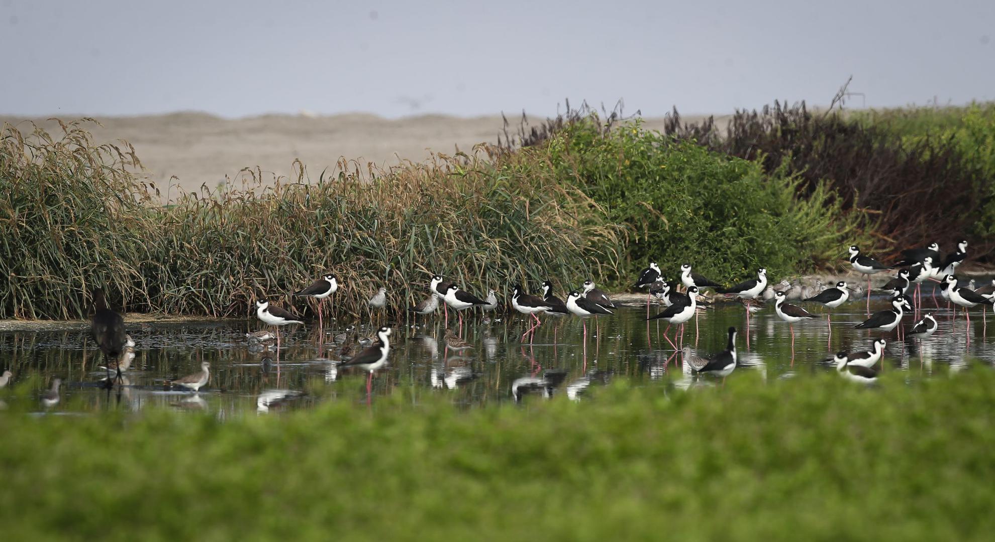 For animals, wetlands provide food and shelter, breeding grounds, and, in the case of migratory birds, resting places.  In the picture, a group of black-necked stilts.