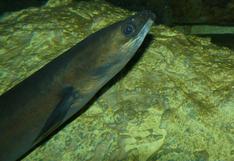 Suecos lloran por muerte de anguila de 155 años