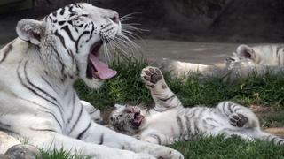 Crías de tigresas de Bengala blanca llaman la atención en el zoológico de Huachipa