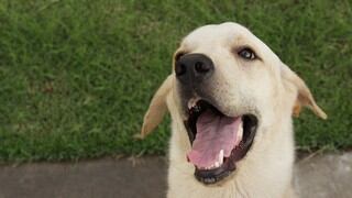 ¡De otro mundo! Perro genera controversia en redes por limpiarse las patas antes de entrar a casa