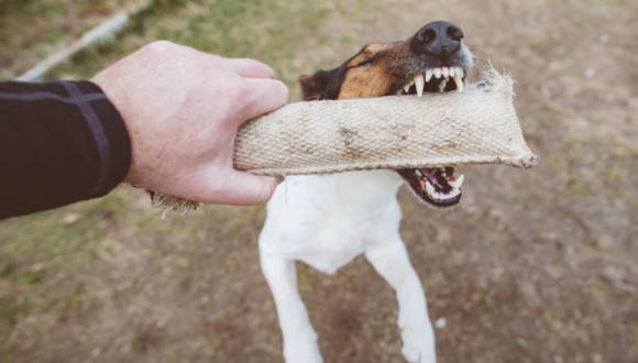 ¿Qué hacer si tu perro se atraganta? Sigue estos pasos para salvarlo. (Foto: iStock)