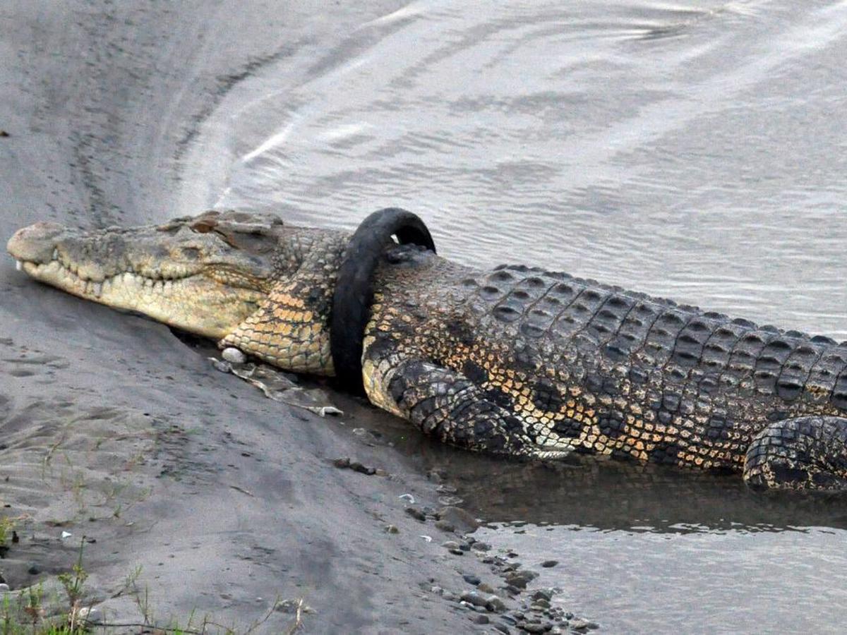 Historias | Ofrecen recompensa por quitar neumático del cuello de un cocodrilo  gigante en Indonesia | Animales | HISTORIAS | MAG.