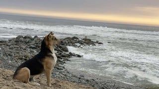 Conoce a ‘Vaguito’, el leal perrito que espera a su dueño fallecido cerca al mar
