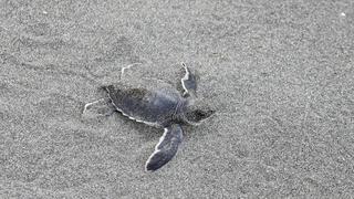 La contaminación por plástico podría estar afectando el nacimiento de las tortugas marinas en Costa Rica