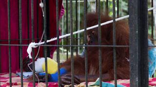 Indonesia: Los esfuerzos por la conservación de orangutanes