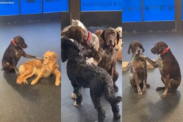 El can asiste al centro The Den Doggy Daycare, una guardería para perros en Burlington, Canadá (Foto: Captura de pantalla/ Twitter @WeRateDogs)