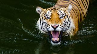 Colombia: Tigre escapó de Hacienda Nápoles; parque dice que su personal tuvo que matarlo