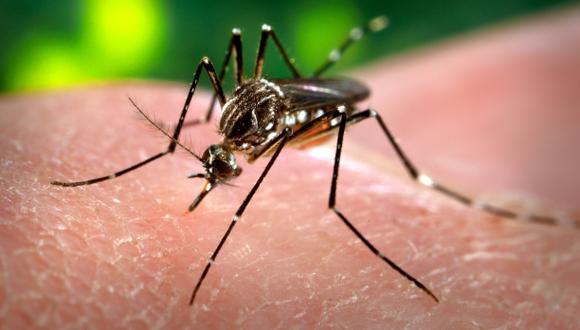 El esperma de los mosquitos tiene "sentido del olfato"