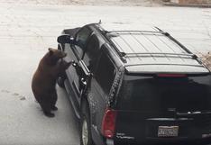 EEUU: oso abre la puerta de una camioneta y llenó de temor a los miembros de una familia 