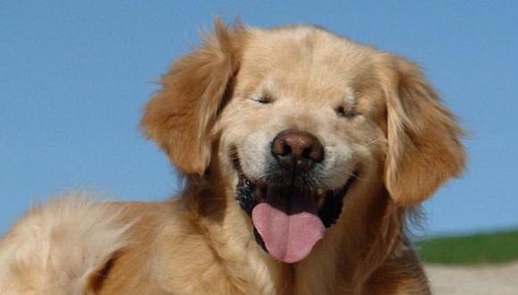 Facebook: perro ciego que ayuda a personas con discapacidad