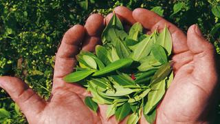 Hoja de coca participará en la realización de la Expoalimentaria 2019