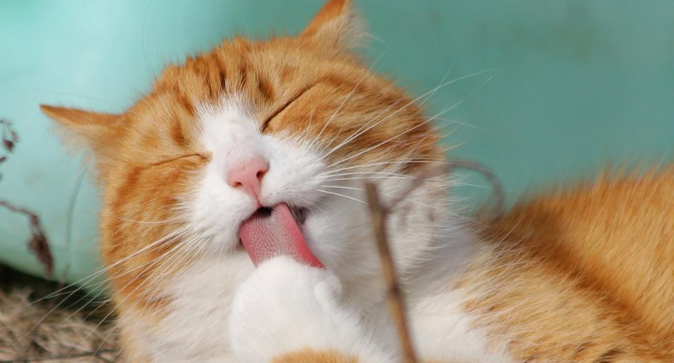 Al malhumorado gato no le gustaba en absoluto la tonada que eligió su dueña como alarma matutina. (Foto: Pixabay/Referencial)
