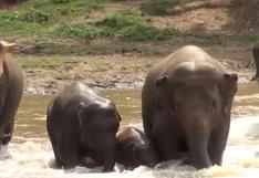 YouTube: manada de elefantes protagonizan emotivo rescate a una cría