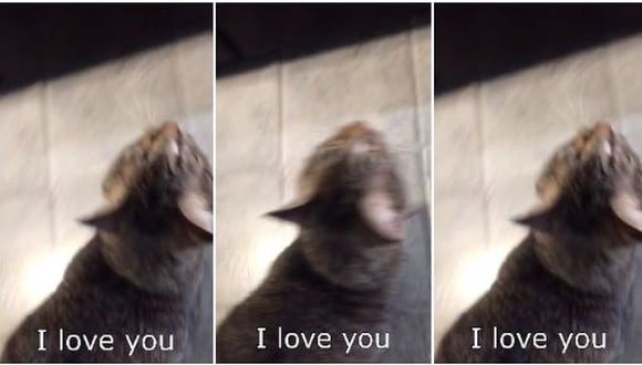 Se hizo viral en YouTube el video en el que un gato le responde a su dueña con mucho afecto. (Foto: captura de video)