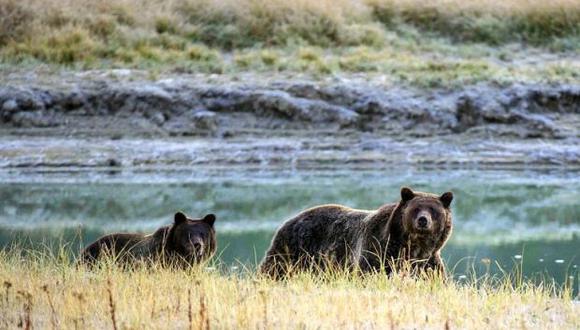 La decisión sobre el grizzly de Yellowstone llega mientras el actual Ejecutivo de Donald Trump está estudiando modificar la Ley de Especies Amenazadas en detrimento. (Foto: AFP)