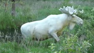 Mira el inusual alce totalmente blanco que lograron filmar en Suecia [VIDEO]