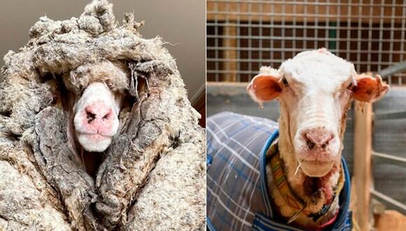 La oveja llamada ‘Baarack’ fue hallado en un bosque de Australia y trasquilada para salvar su vida. Esta es su increíble historia que dio la vuelta al mundo. (Foto: Facebook / Edgar's Mission)