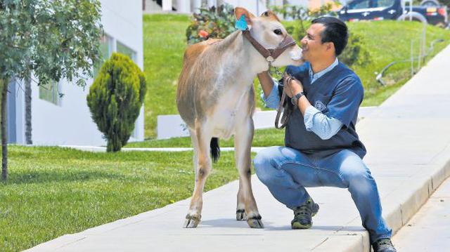 Primera vaca clonada del Perú nació en universidad de Amazonas - 1