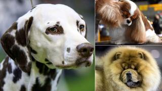 Westminster Dog Show, el importante certamen canino de EE.UU. [FOTOS]