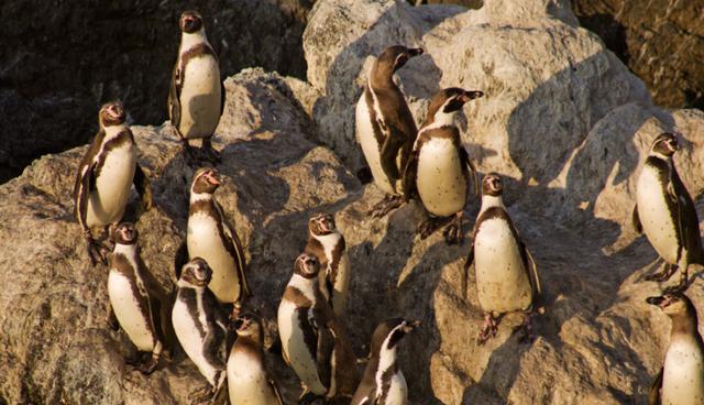 En el extremo norte de la isla es posible avistar pingüinos de Humboldt. (Foto: Roberto Cornejo)