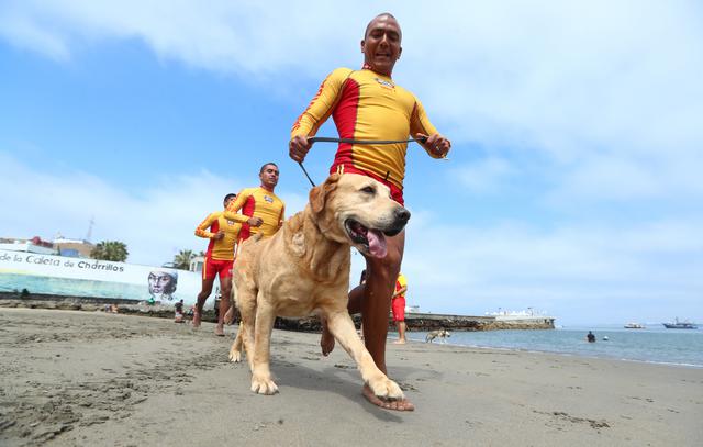 Gringo, el agente canino que custodia a los bañistas en Agua Dulce, Chorrillos (Fotos: Alessandro Currarino/El Comercio).