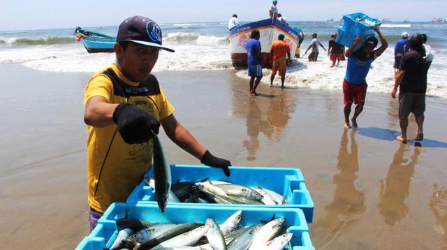 Fenómeno de El Niño favorece la pesca en Lambayeque [FOTOS] - 3